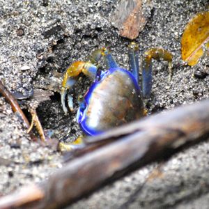 blue crab